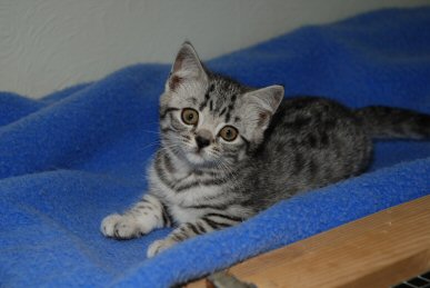 British shorthair, BSH, cat, girl, boy, Kent, silver, black, spotted, tabby, kitten, London, south east