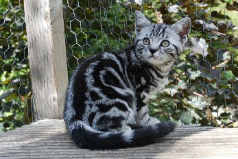 British shorthair, BSH, cat, girl, boy, Kent, silver, black, spotted, tabby, kitten, London, south east,